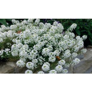 Compra LOBULARIA MARITIMA ALISO DE MAR (50 gr.). en la tienda online Fito Agrícola