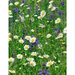 Compra MEDITERRANEA DE FLORES SILVESTRES (5 Kgr.). en la tienda online Fito Agrícola