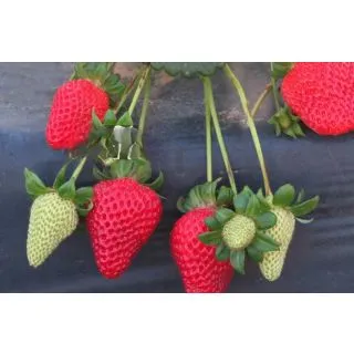 Compra FRESA REDSALMA (500 Estolones) en la tienda online Fito Agrícola