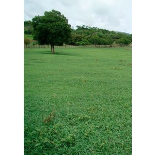 Compra REVEGETACIÓN MEDITERRÁNEA (20 Kgr.) en la tienda online Fito Agrícola