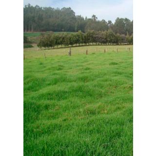 Compra REVEGETACIÓN CONTINENTAL (20 Kgr.). en la tienda online Fito Agrícola