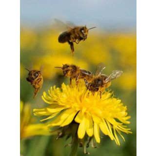 Compra MELIFERAS, FAUNA AUXILIAR Y POLINIZACION (100 gr.). en la tienda online Fito Agrícola