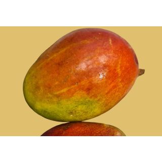 Compra MANGO PALMER en la tienda online Fito Agrícola