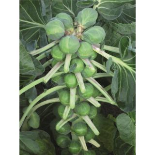 Compra COL DE BRUSELAS DIVINO F-1 EPS294 en la tienda online Fito Agrícola