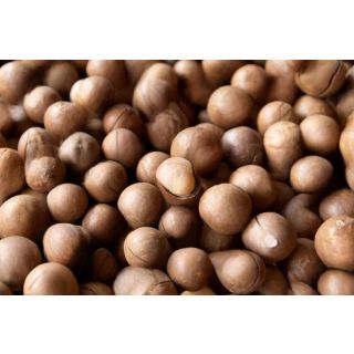 Compra MACADAMIA SV en la tienda online Fito Agrícola