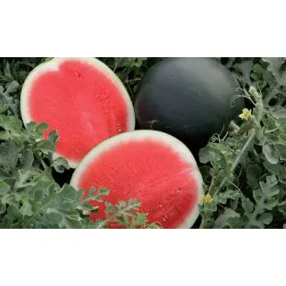 Compra SANDÍA NEGRA F1 Sin Semilla Injertada EPS70 en la tienda online Fito Agrícola