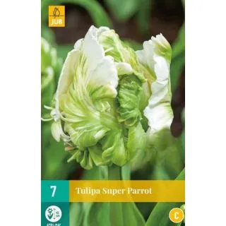 Compra TULIPÁN SUPER PARROT (100 Unid.). en la tienda online Fito Agrícola