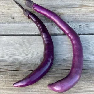 Compra BERENJENA JAPONESA PICKLING AB (30 Semillas). en la tienda online Fito Agrícola