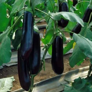 Compra BERENJENA NITE LADY F1 (1000 Semillas). en la tienda online Fito Agrícola