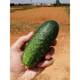 Compra PEPINILLO MULTIPICK F1 (1000 Semillas). en la tienda online Fito Agrícola