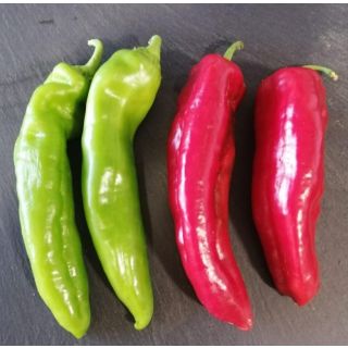 Compra PIMIENTO TRUDY F1 (1000 Semillas). en la tienda online Fito Agrícola