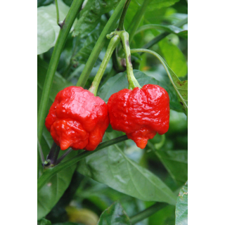 Compra PIMIENTO CAROLINA REAPER RED F1 (1.000 Semillas) en la tienda online Fito Agrícola
