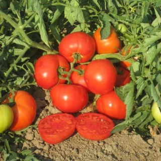 Compra TOMATE TYKING F1 (1000 Semillas). en la tienda online Fito Agrícola