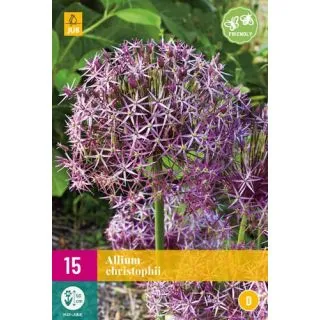 Compra ALLIUM CHRISTOPHII XXL en la tienda online Fito Agrícola