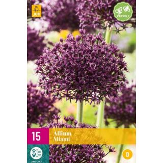 Compra ALLIUM MIAMI XXL en la tienda online Fito Agrícola