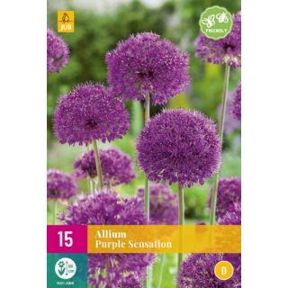Compra ALLIUM PURPLE SENSATION XXL en la tienda online Fito Agrícola