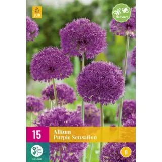Compra ALLIUM PURPLE SENSATION XXL en la tienda online Fito Agrícola