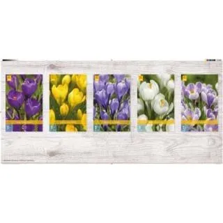 Compra CROCUS LARGE FLOWERING Cofre (1000 Unidades). en la tienda online Fito Agrícola