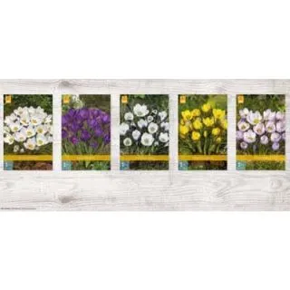 Compra CROCUS SPECIES Cofre (1000 Unidades). en la tienda online Fito Agrícola