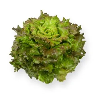 Compra LECHUGA STARSKY RZ Pildorada (5.000 Semillas). en la tienda online Fito Agrícola