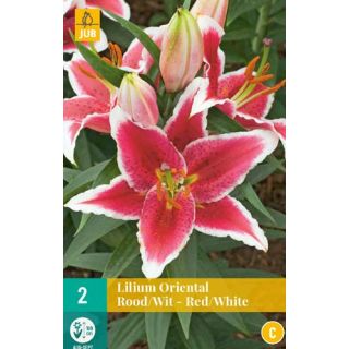 Compra LILIUM ORIENTAL RED-WHITE en la tienda online Fito Agrícola