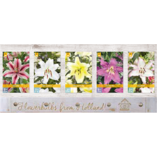 Compra LILIUM ORIENTAL Cofre (100 Unidades). en la tienda online Fito Agrícola