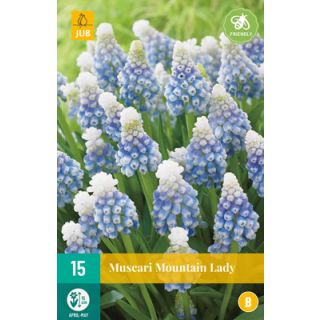 Compra MUSCARI MOUNTAIN LADY en la tienda online Fito Agrícola