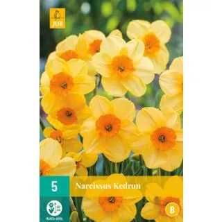 Compra NARCISOS KEDRON en la tienda online Fito Agrícola