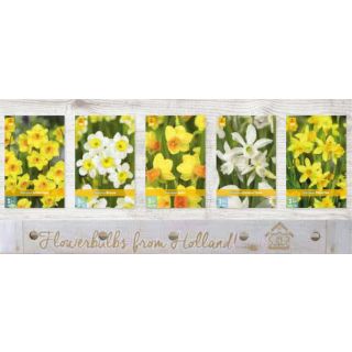 Compra NARCISOS BOTANICOS Cofre (300 Unidades). en la tienda online Fito Agrícola