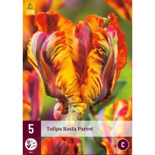 Compra TULIPÁN RASTA PARROT en la tienda online Fito Agrícola