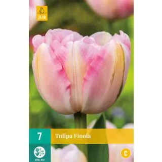 Compra TULIPÁN FINOLA en la tienda online Fito Agrícola
