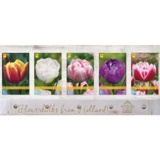 Compra TULIPÁN DOUBLE TARDÍO Cofre (350 Unidades) en la tienda online Fito Agrícola