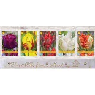 Compra TULIPÁN PARROT Cofre (350 Unidades) en la tienda online Fito Agrícola