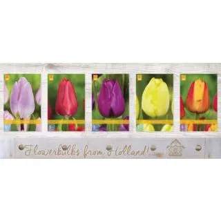 Compra TULIPÁN SIMPLE TEMPRANO Cofre (350 Unidades) en la tienda online Fito Agrícola