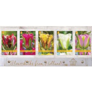 Compra TULIPÁN VIRIDIFLORA Cofre (350 Unidades) en la tienda online Fito Agrícola