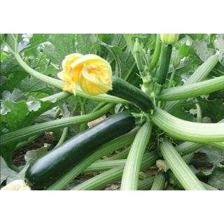 Compra CALABACÍN APOLLONIA F1 ECOLÓGICO (1.000 Semillas) en la tienda online Fito Agrícola