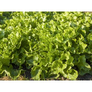 Compra ESCAROLA NUANCE ECOLÓGICA Pildorada (10.000 Semillas) en la tienda online Fito Agrícola