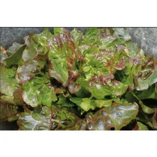 Compra LECHUGA CAPORA Pildorada (10.000 Semillas) en la tienda online Fito Agrícola