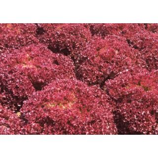 Compra LECHUGA JOBA Pildorada (10.000 Semillas) en la tienda online Fito Agrícola