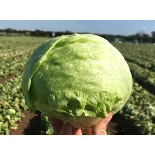 Compra LECHUGA WITIZA Pildorada (10.000 Semillas) en la tienda online Fito Agrícola