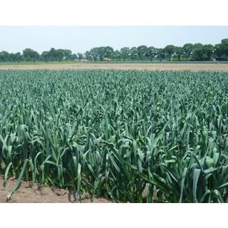 Compra PUERRO CHINOOK F1 (5.000 Semillas) en la tienda online Fito Agrícola