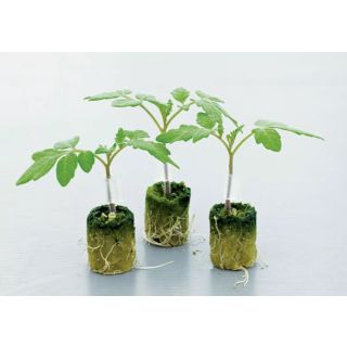 Compra TOMATE BRIOMINO F1 (5.000 Semillas) en la tienda online Fito Agrícola