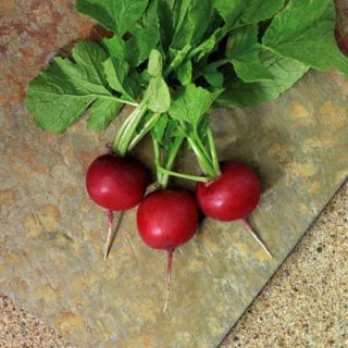 Compra RABANITO CRUNCHY ROYAL F1 (10.000 Semillas). en la tienda online Fito Agrícola