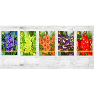 Compra GLADIOLO DE FLOR GRANDE A Cofre (300 Unid.) en la tienda online Fito Agrícola