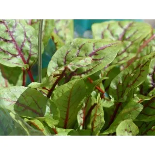 Compra ACEDERA DE VENA ROJA Sin Tratar (100.000 Semillas) en la tienda online Fito Agrícola
