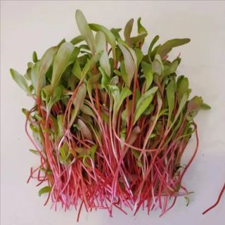 Compra ACELGA SUIZA ROJA MICROGREENS ECOLÓGICA (500 gr.). en la tienda online Fito Agrícola