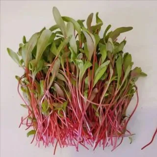 Compra ACELGA SUIZA ROJA MICROGREENS ECOLÓGICA (500 gr.). en la tienda online Fito Agrícola
