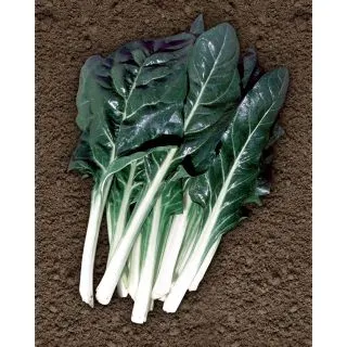 Compra ACELGA AGILA (4 Kgr.). en la tienda online Fito Agrícola
