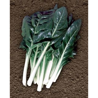 Compra ACELGA AGILA (10 Kgr.). en la tienda online Fito Agrícola