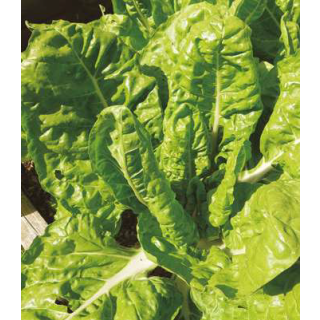 Compra ACELGA AMARILLA DE LYON Sel. Batllepro (1 Kgr.). en la tienda online Fito Agrícola